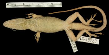 Media type: image;   Herpetology R-81664 Aspect: ventral